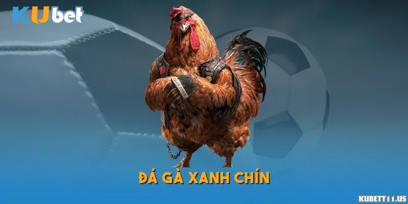 Các trận đấu gà live, cung cấp tỷ lệ cược đa dạng